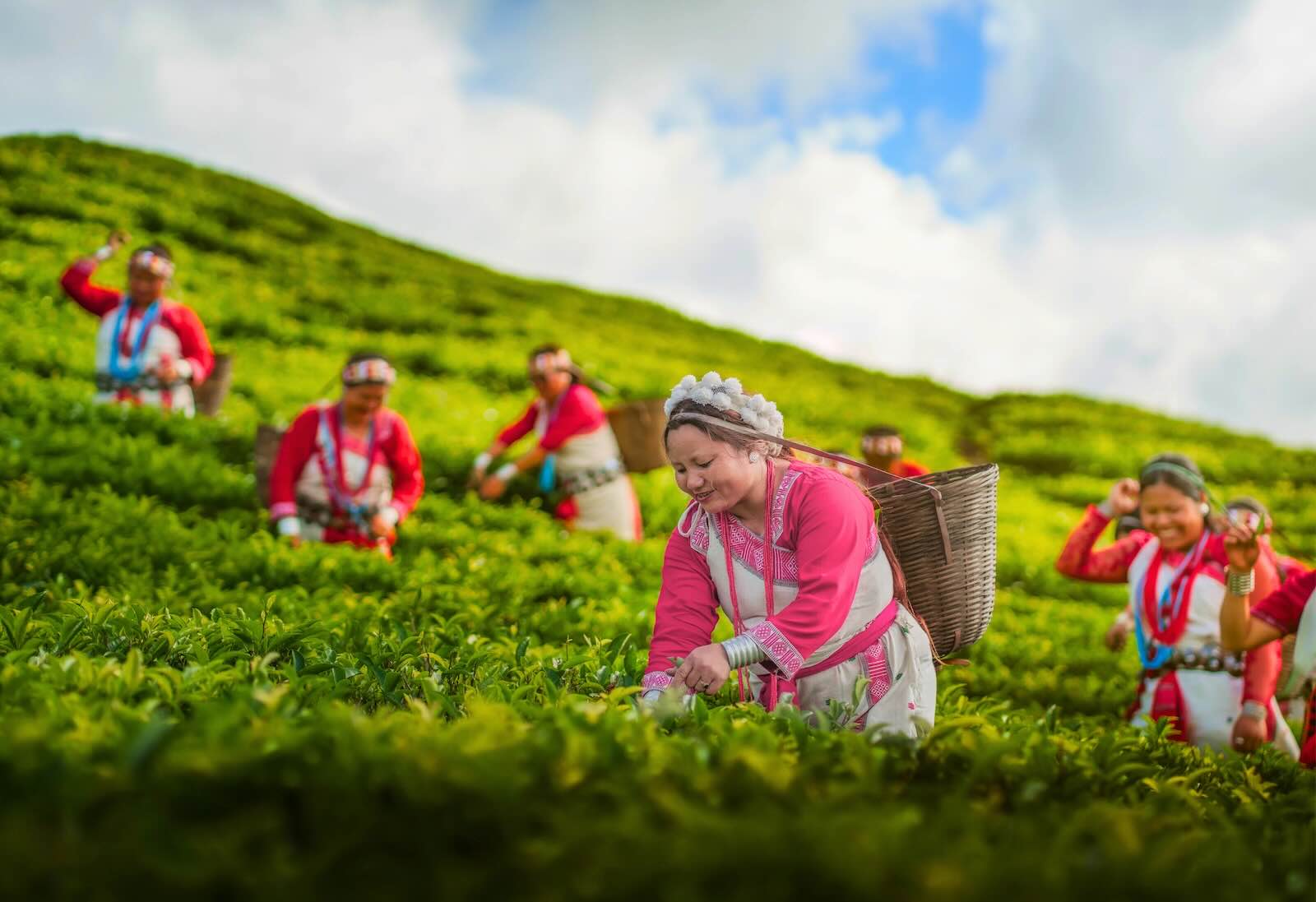 Women tea farmers plucking tea leaves in Arunchal Pradesh near Assam